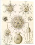 Microorganisms. Phaeodaria by Ernst Haeckel