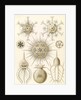 Microorganisms. Phaeodaria by Ernst Haeckel