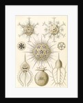 Microorganisms. Phaeodaria by Ernst Haeckel