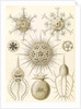 Microorganisms. Phaeodaria by Ernst Haeckel