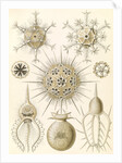 Microorganisms. Phaeodaria by Ernst Haeckel