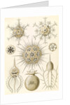 Microorganisms. Phaeodaria by Ernst Haeckel