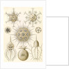 Microorganisms. Phaeodaria by Ernst Haeckel
