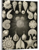 Microorganisms. Thalamophora by Ernst Haeckel
