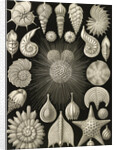 Microorganisms. Thalamophora by Ernst Haeckel