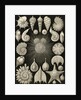 Microorganisms. Thalamophora by Ernst Haeckel