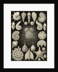 Microorganisms. Thalamophora by Ernst Haeckel