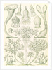 Microorganisms. Ciliata by Ernst Haeckel