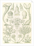 Microorganisms. Ciliata by Ernst Haeckel