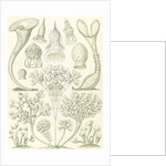 Microorganisms. Ciliata by Ernst Haeckel