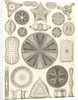 Algae. Diatomea by Ernst Haeckel