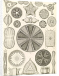 Algae. Diatomea by Ernst Haeckel