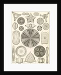 Algae. Diatomea by Ernst Haeckel