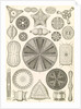 Algae. Diatomea by Ernst Haeckel