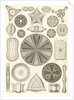 Algae. Diatomea by Ernst Haeckel