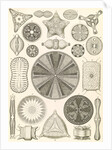 Algae. Diatomea by Ernst Haeckel