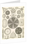 Algae. Diatomea by Ernst Haeckel