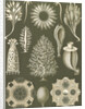 Calcareous sponges. Calcispongiae by Ernst Haeckel