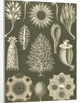 Calcareous sponges. Calcispongiae by Ernst Haeckel
