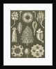 Calcareous sponges. Calcispongiae by Ernst Haeckel