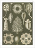 Calcareous sponges. Calcispongiae by Ernst Haeckel