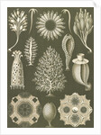 Calcareous sponges. Calcispongiae by Ernst Haeckel