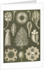 Calcareous sponges. Calcispongiae by Ernst Haeckel