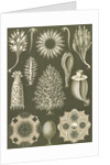 Calcareous sponges. Calcispongiae by Ernst Haeckel