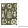 Calcareous sponges. Calcispongiae by Ernst Haeckel