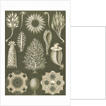 Calcareous sponges. Calcispongiae by Ernst Haeckel