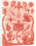 Marine invertebrates. Tubulariae by Ernst Haeckel
