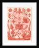 Marine invertebrates. Tubulariae by Ernst Haeckel