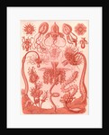 Marine invertebrates. Tubulariae by Ernst Haeckel