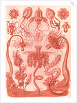 Marine invertebrates. Tubulariae by Ernst Haeckel