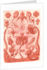 Marine invertebrates. Tubulariae by Ernst Haeckel