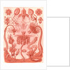 Marine invertebrates. Tubulariae by Ernst Haeckel