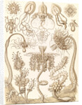 Marine invertebrates. Tubulariae by Ernst Haeckel