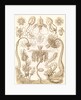 Marine invertebrates. Tubulariae by Ernst Haeckel