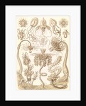 Marine invertebrates. Tubulariae by Ernst Haeckel