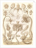 Marine invertebrates. Tubulariae by Ernst Haeckel
