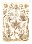 Marine invertebrates. Tubulariae by Ernst Haeckel