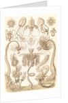 Marine invertebrates. Tubulariae by Ernst Haeckel