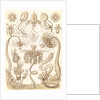 Marine invertebrates. Tubulariae by Ernst Haeckel