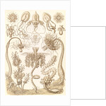 Marine invertebrates. Tubulariae by Ernst Haeckel
