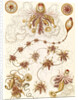 Marine invertebrates. Siphonophorae by Ernst Haeckel