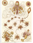 Marine invertebrates. Siphonophorae by Ernst Haeckel