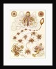 Marine invertebrates. Siphonophorae by Ernst Haeckel