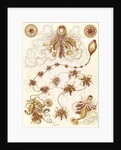 Marine invertebrates. Siphonophorae by Ernst Haeckel