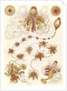 Marine invertebrates. Siphonophorae by Ernst Haeckel