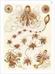 Marine invertebrates. Siphonophorae by Ernst Haeckel